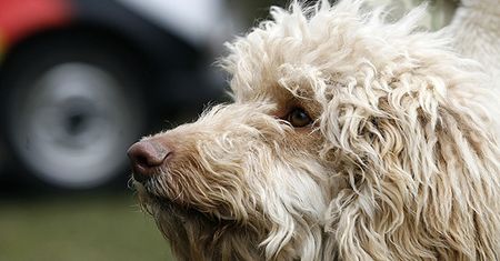 Pierwszy w Polsce Labradoodle