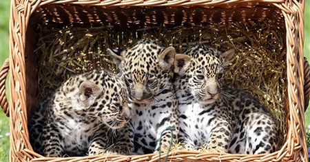 Mały cud w berlińskim zoo