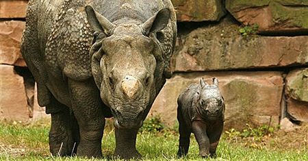 Mały nosorożec w niemieckim zoo