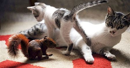 Kot adoptował wiewiórkę!