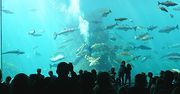 Największe norweskie akwarium