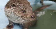 Wydra Maciuś