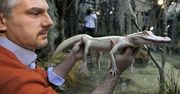 Aligator albinos