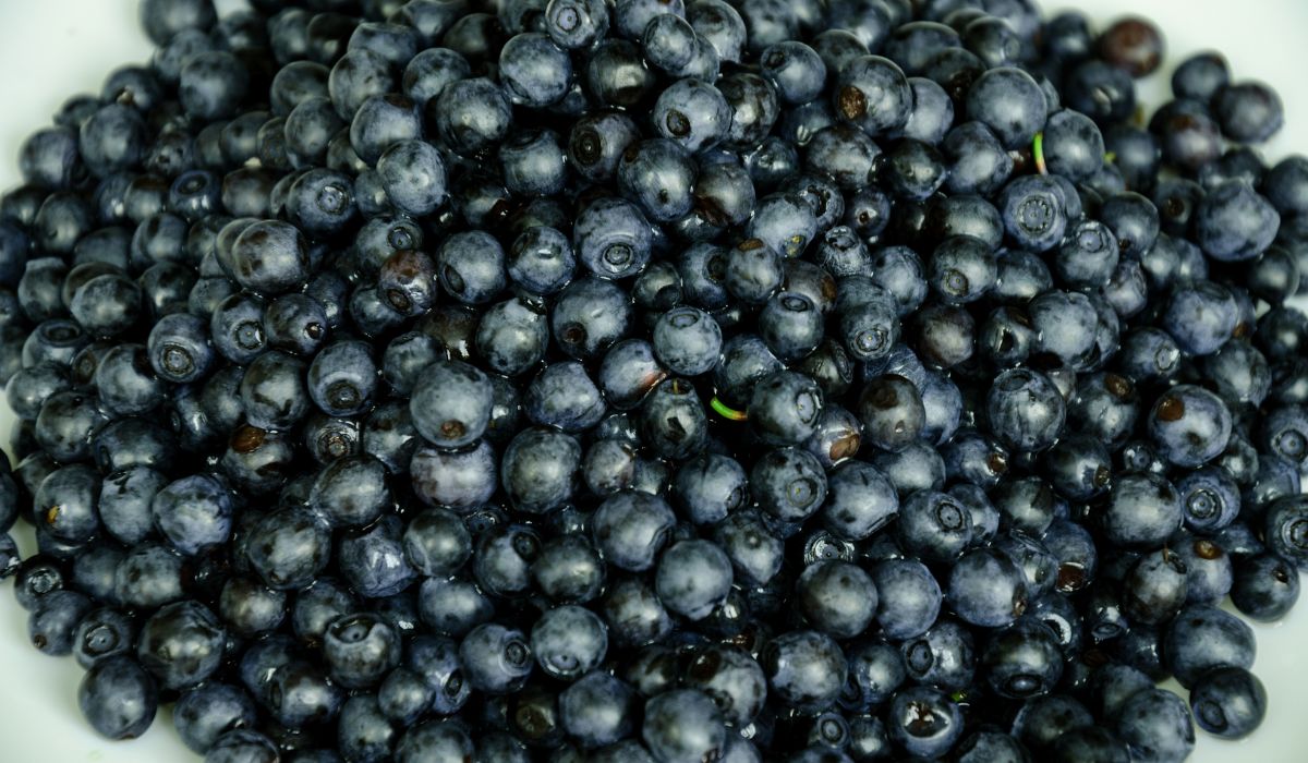 Do słoików najlepsze będą świeże jagody prosto z lasu - Pyszności; Foto Canva.com