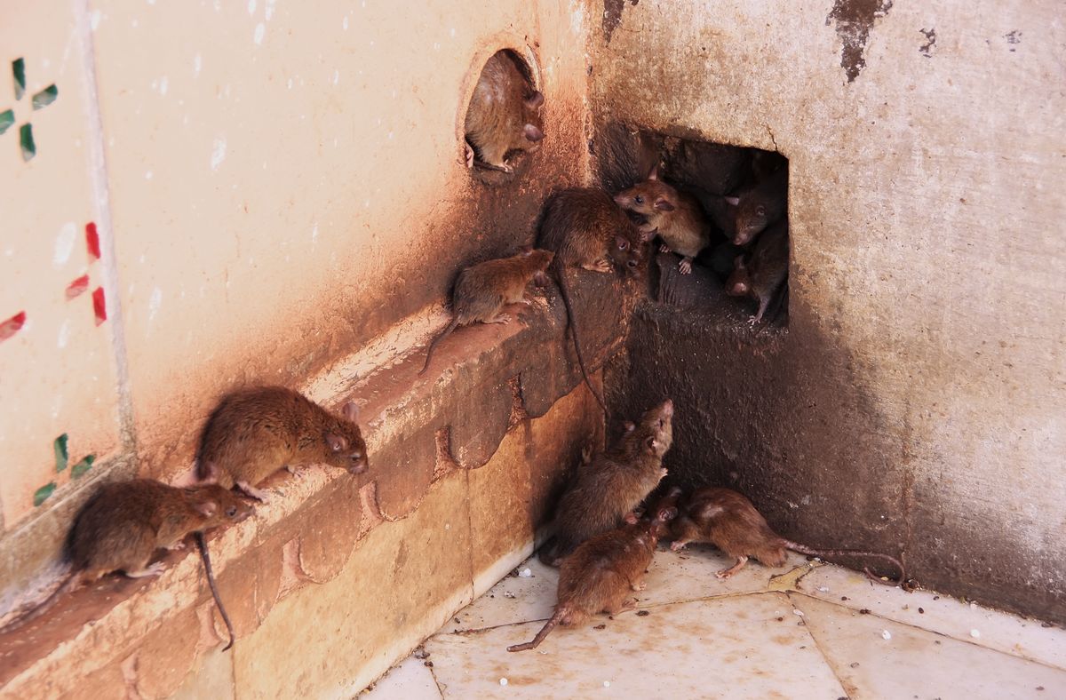 Szczury (zdjęcie ilustracyjne)