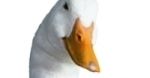 Prezes firmy Aflac opowiada, jak zakochał się w kaczorze
