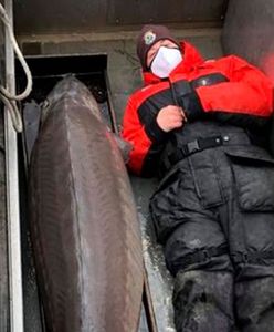 Ma 100 lat i ponad 100 kg. "Prawdziwy potwór"