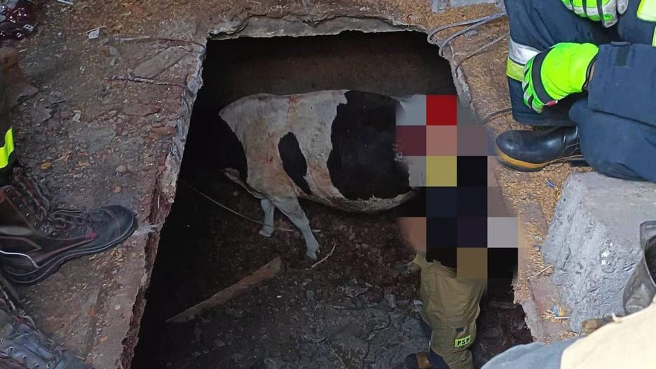 Strażacy ratowali krowę, która wpadła do piwnicy