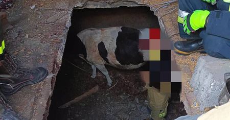 Strażacy ratowali krowę, która wpadła do piwnicy