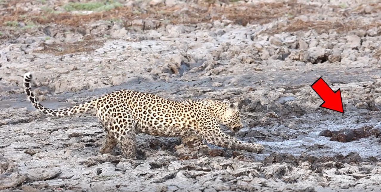 Lampart kontra hipopotam. Zaskakujące nagranie z safari