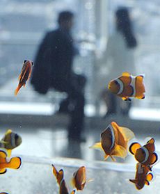 Podniebne akwarium w Japonii