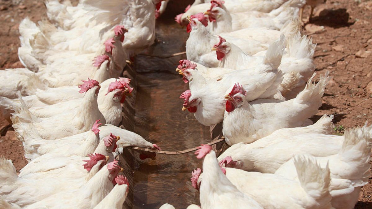 Dobre wieści dla hodowców drobiu, którzy eksportują do Filipin