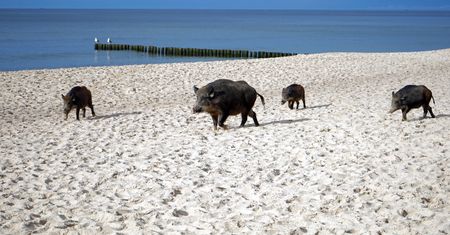Szok na plaży w Karwi. Dzik poturbował ludzi