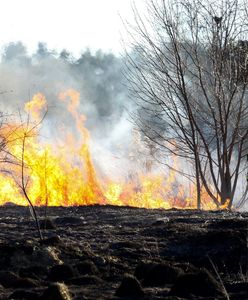 Nowe ognisko pożaru na poligonie w Zielonce. Akcja strażaków