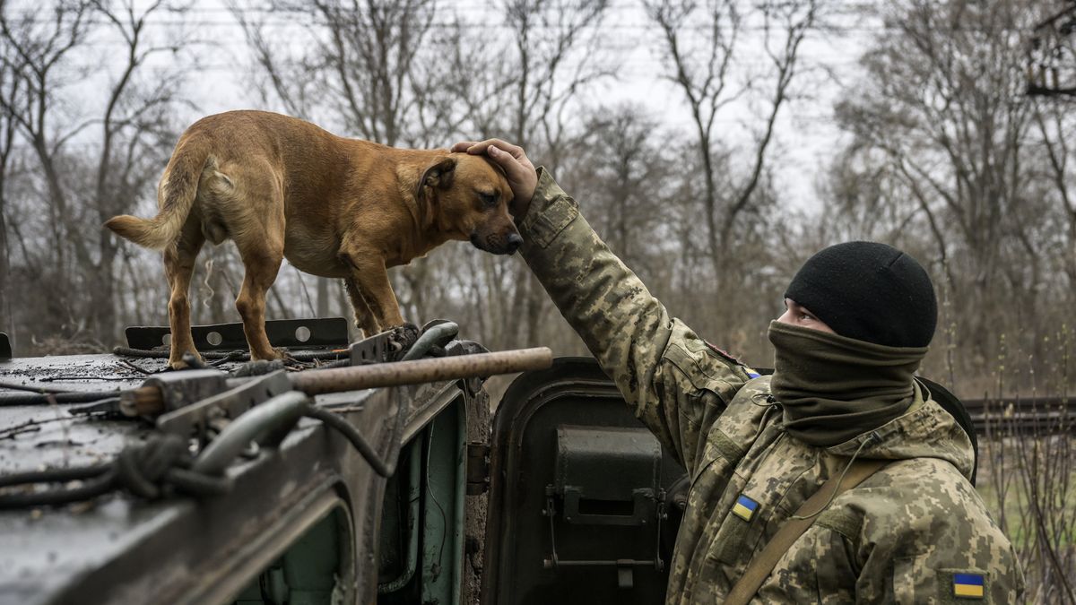 Tak wojna w Ukrainie wpłynęła na psy