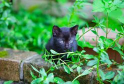 Zorro uratowany. Akcja ratunkowa na autostradzie we Włoszech
