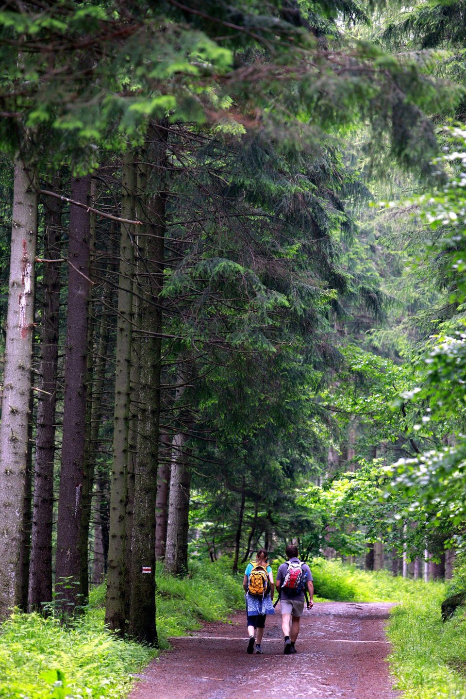 07-07-2009 KARPACZ TURYSCI SPACERUJACY NA SZLAKU DO KOTLA LOMNICZKI SZLAK TURYSTA WEDROWKA TREKKING GORY KARKONOSZE KOCIOL LOMNICZKI GAZETA WROCLAWSKA MARCIN OLIVA SOTO / POLSKAPRESS