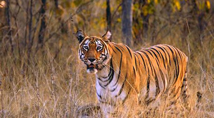 Tygrysy: dziedzictwo