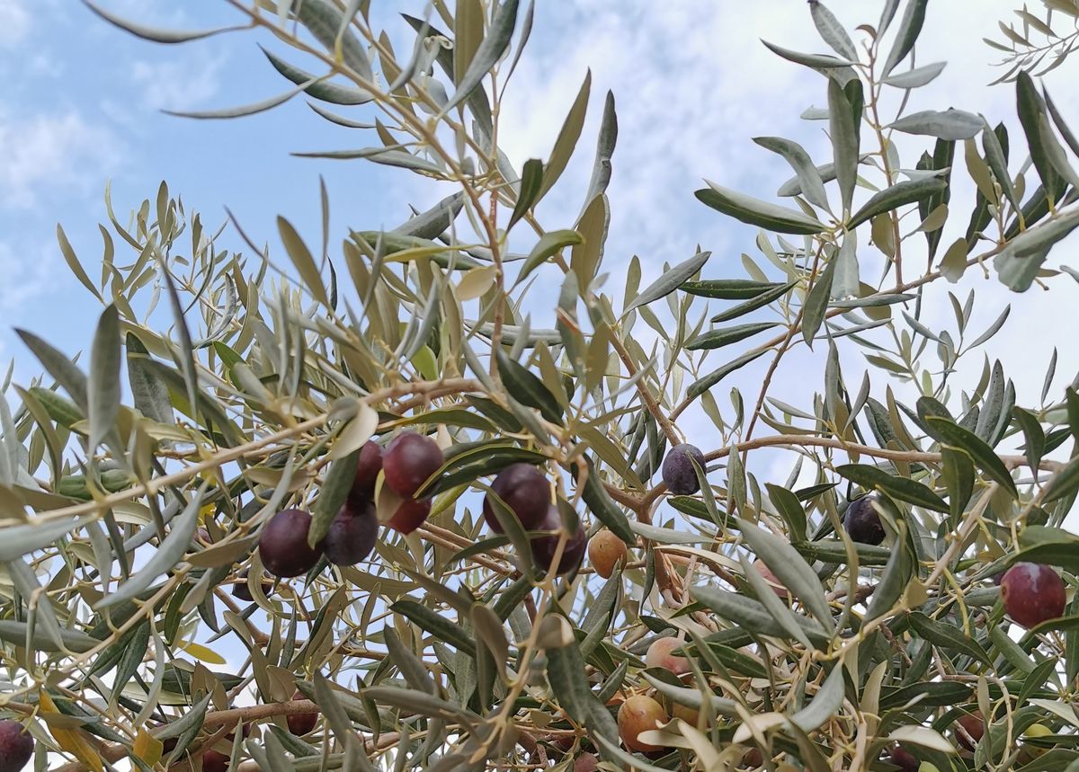 Jedno z najstarszych drzew oliwnych na świecie wciąż owocuje