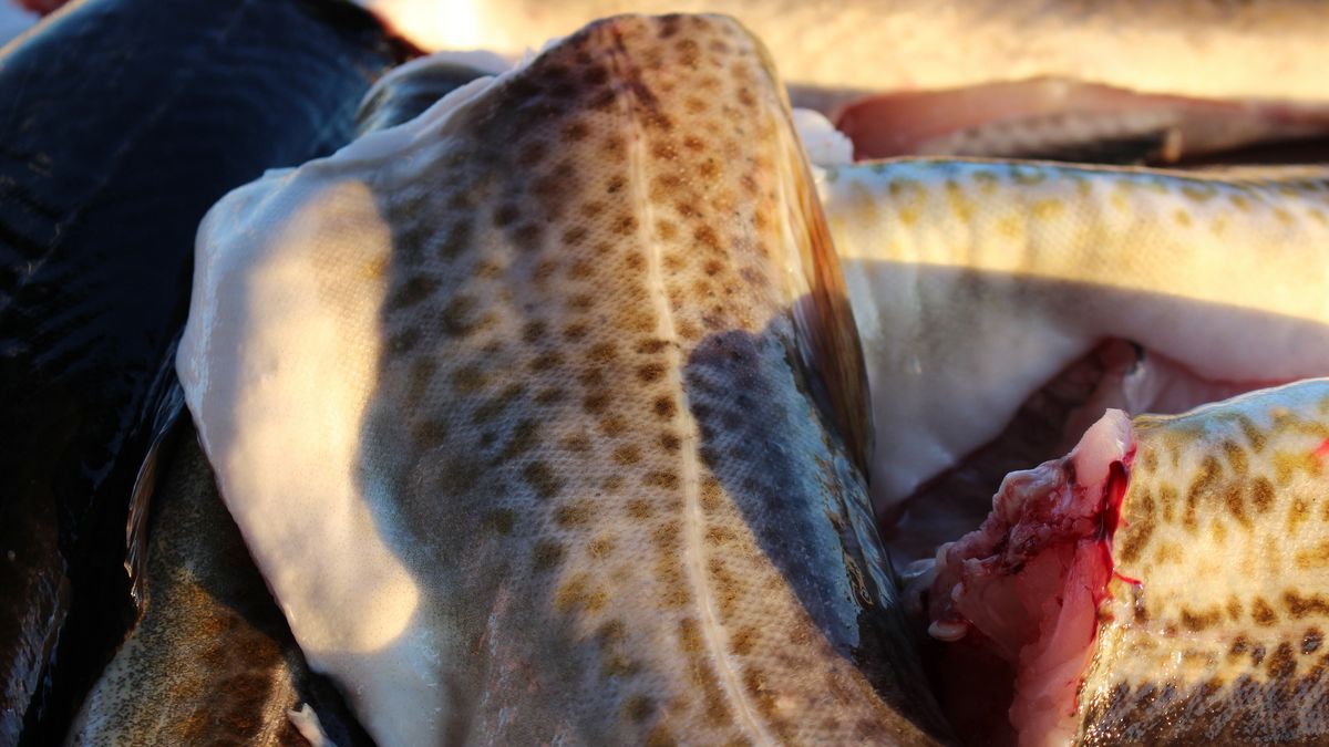 Surowy świeży dorsz pacyficzny