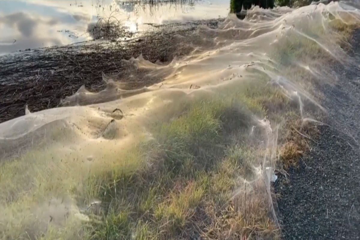 Australia. Po powodzi zobaczyli ogromne pajęczyny. Byli przerażeni
