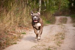 Katowice. Nie żyje 12-latek pogryziony przez amstaffy w Przemyślu. Zmarł na OIOM-ie w Górnośląskim Centrum Zdrowia Dziecka