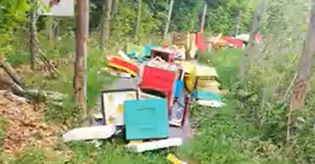 Pszczelarze przeżyli prawdziwy dramat. Wideo mówi samo za siebie