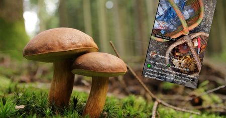 Na grzyby weź koniecznie plastikową siatką. Może się bardzo przydać