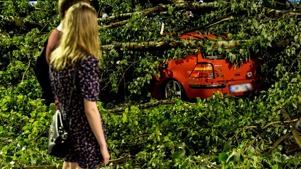 We Wrocławiu silny wiatr poprzewracał nawet spore drzewa