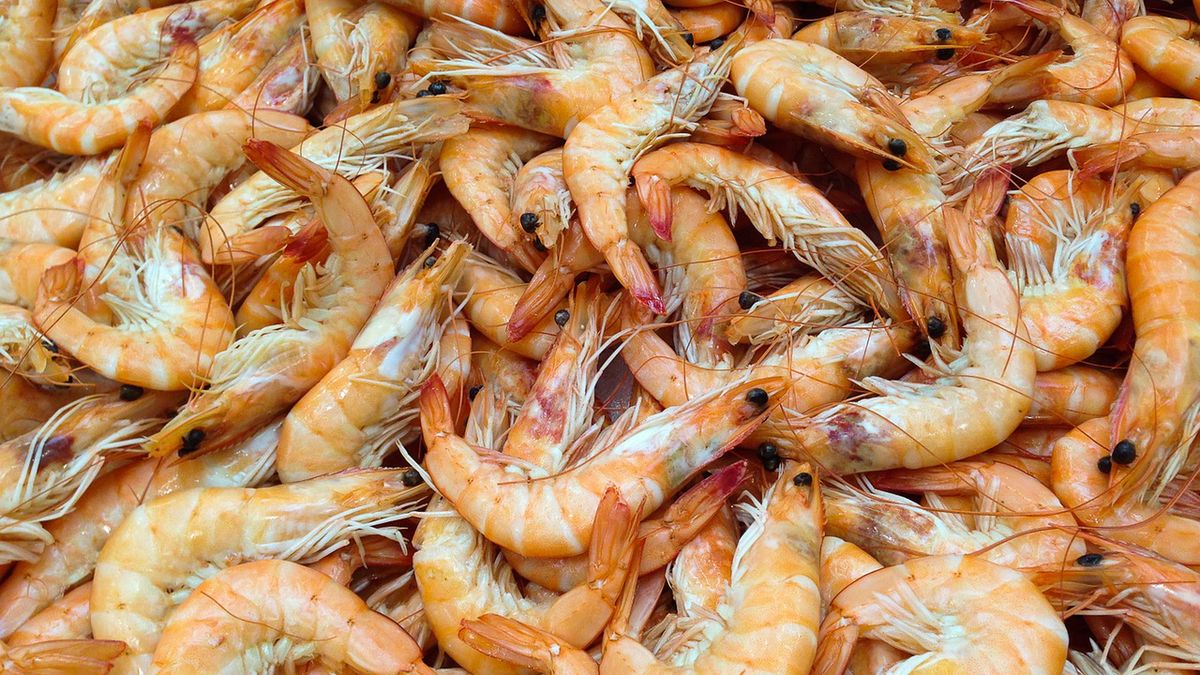 Surowe świeże krewetki