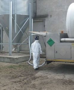 Wielkopolska. Afrykański Pomór Świń uderzył w powiat