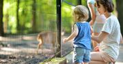 Chorzów: Nowi mieszkańcy śląskiego zoo. Na gości czekają małe flamingi i pelikan, arui i kolorowy wyspiarek