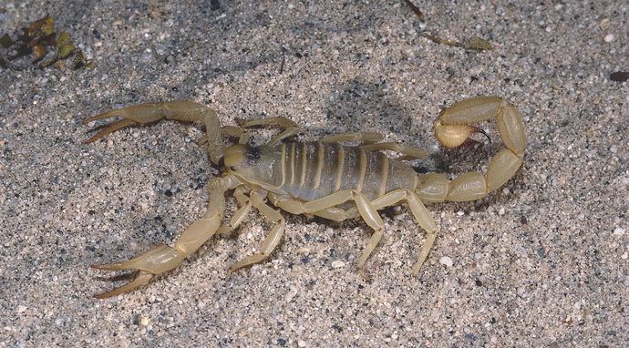 Zagadki świata zwierząt