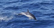 Atlantyckie delfiny żyją coraz krócej. Naukowcy wskazują winnych