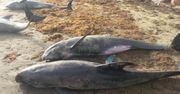 Tajemnicze obrazki z plaży. Nie wiedzą, co się stało. Ponad 60 martwych delfinów