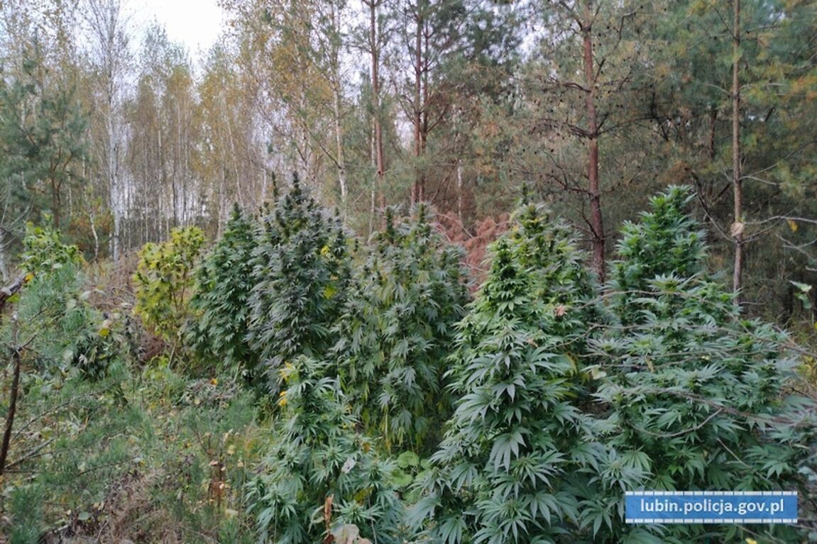 Narkotyki w środku lasu. Warte 0,5 mln zł