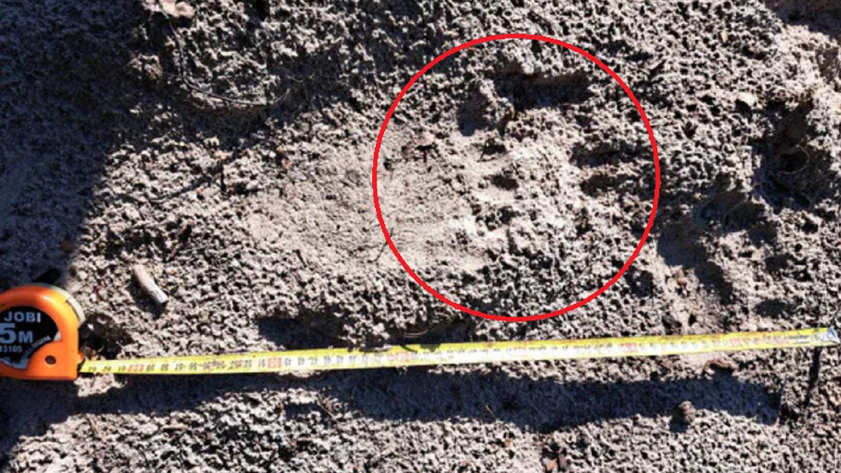 Leśnicy z Nadleśnictwa Tuszyma natknęli się na ślady niedźwiedzia.