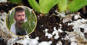Naukowy sposób na odratowanie kwiatów. Podaj im dawkę… grzybów