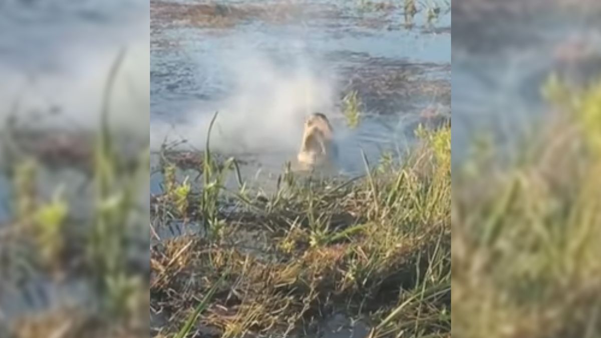 Aligator chwycił drona, bo wziął go za ptaka. To nigdy nie powinno było się wydarzyć 1