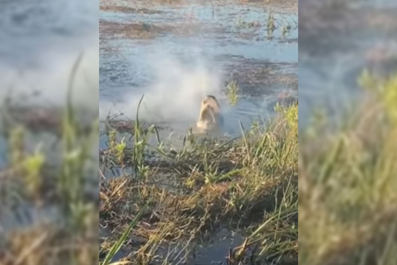 Aligator chwycił drona, bo wziął go za ptaka. To nigdy nie powinno było się wydarzyć