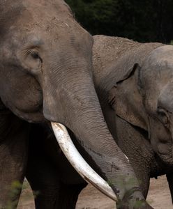 Niebywałe odkrycie, jak słonie grzebią zmarłe młode