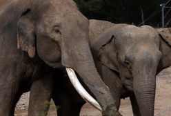 Niebywałe odkrycie, jak słonie grzebią zmarłe młode