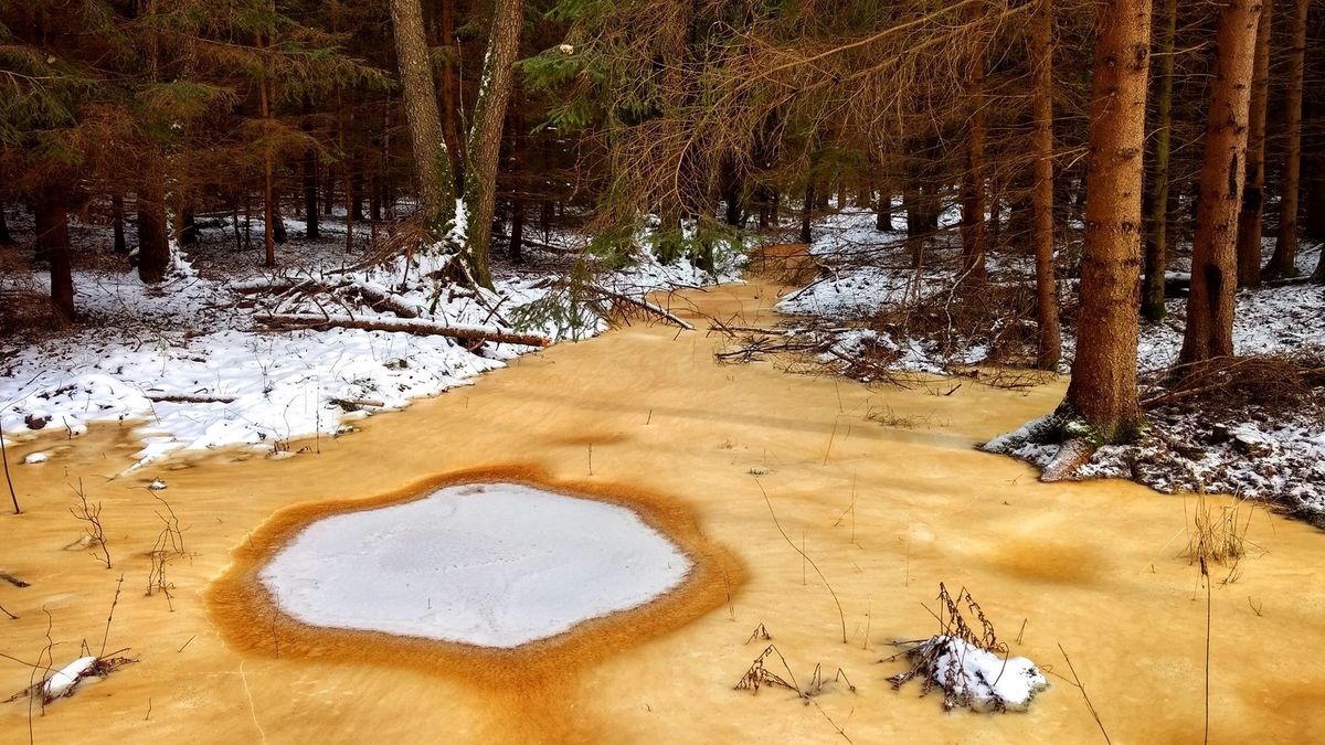 Lasy Państwowe pokazały zdjęcie