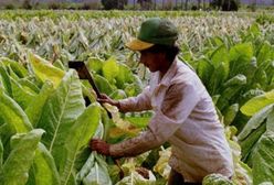 70 tysięcy plantatorów tytoniu może stracić pracę