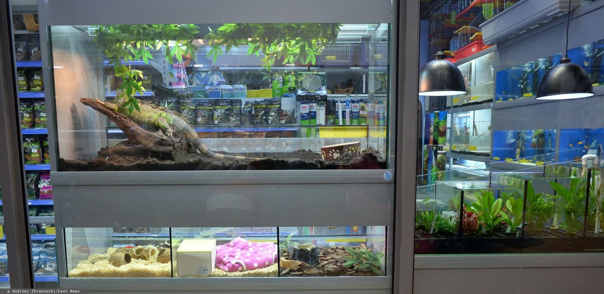 31-letni mężczyzna ukradł ze sklepu zoologicznego żółwia