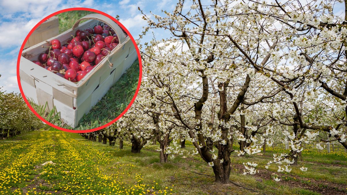 300 zł za dzień pracy. "Przez 800 plus nie chcą pracować"