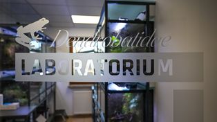 Poznań: Zoo ratuje zagrożone płazy. Powstało Laboratorium Drzewołazów