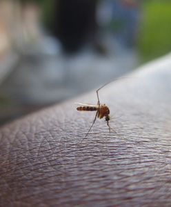 Domowe sposoby na ugryzienia komarów. Szybko złagodzisz swędzenie