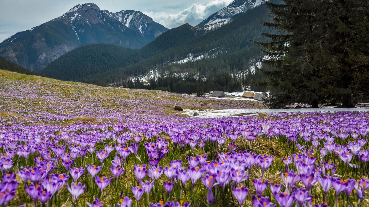 Wiosna przyniosła już w Tatry kwitnące krokusy 