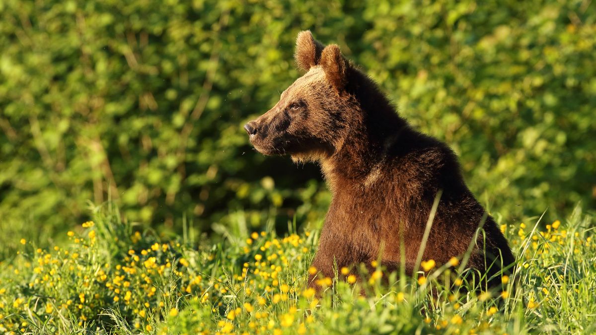 Niedźwiedź brunatny w Bieszczadach